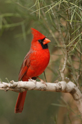 SONGBIRDS
